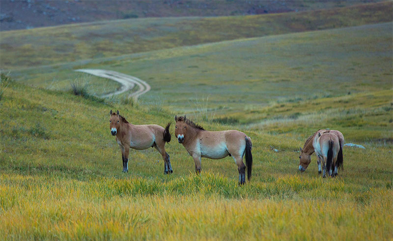 wild horse photos mongolia